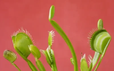 Tripwire marketing: come sfruttarlo nella sales pipeline